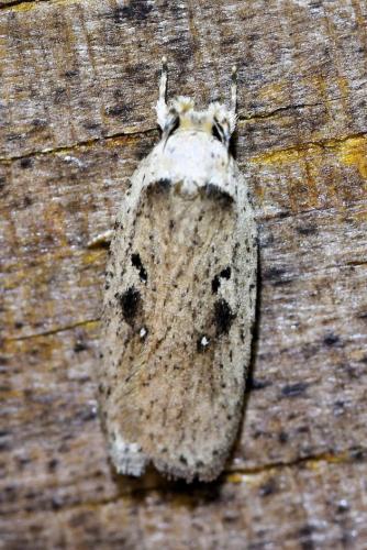 Agonopterix yeatiana